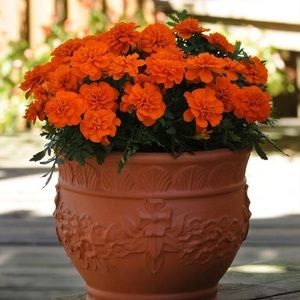 Meet your Posher, Ciara